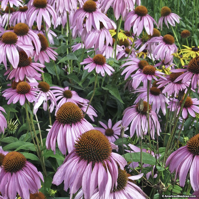 Echinacea_pallida_1.jpg