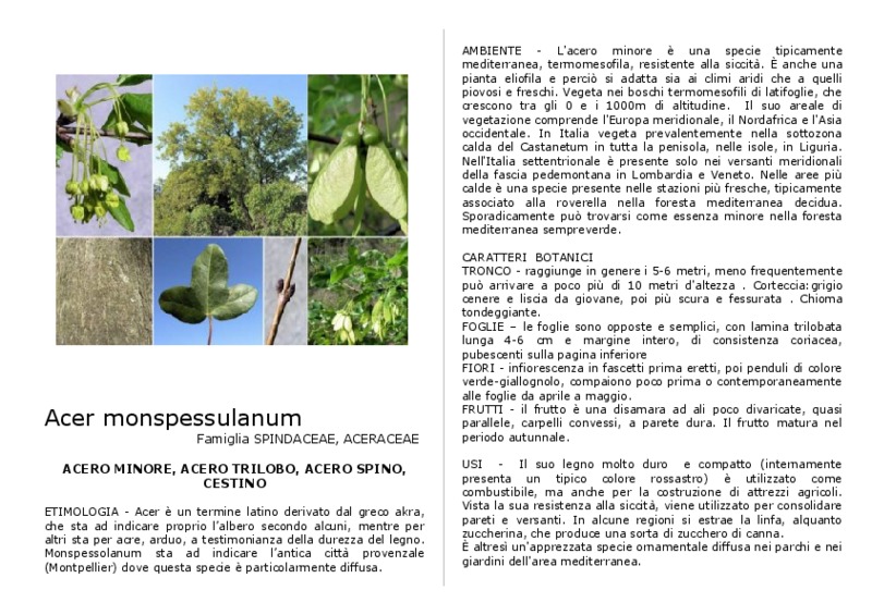 Acer_monspessulanum.pdf