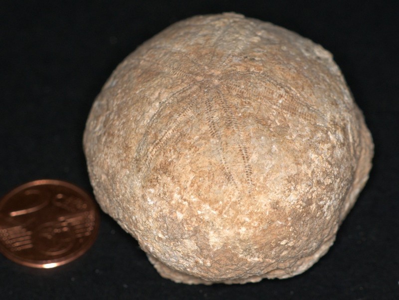 Echinantus_3.jpg