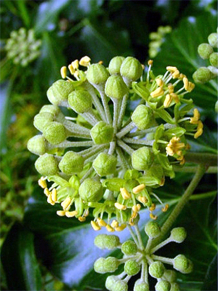 hedera_helix.jpg