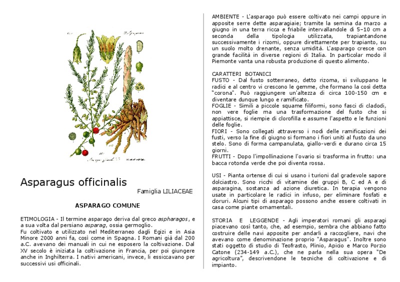 Asparagus_officinalis.pdf