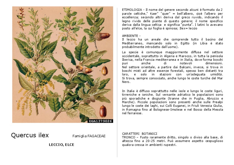 Quercus_ilex.pdf
