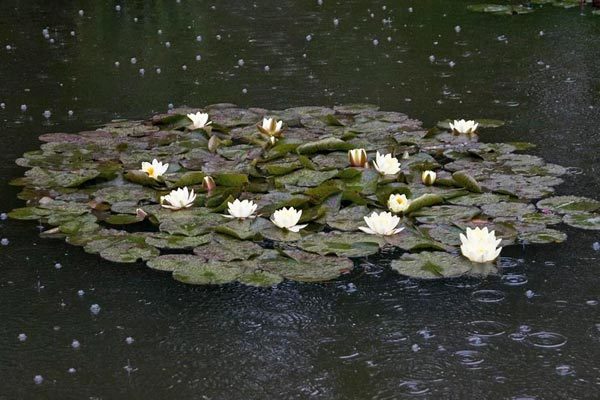 Nymphaea alba 3.jpg