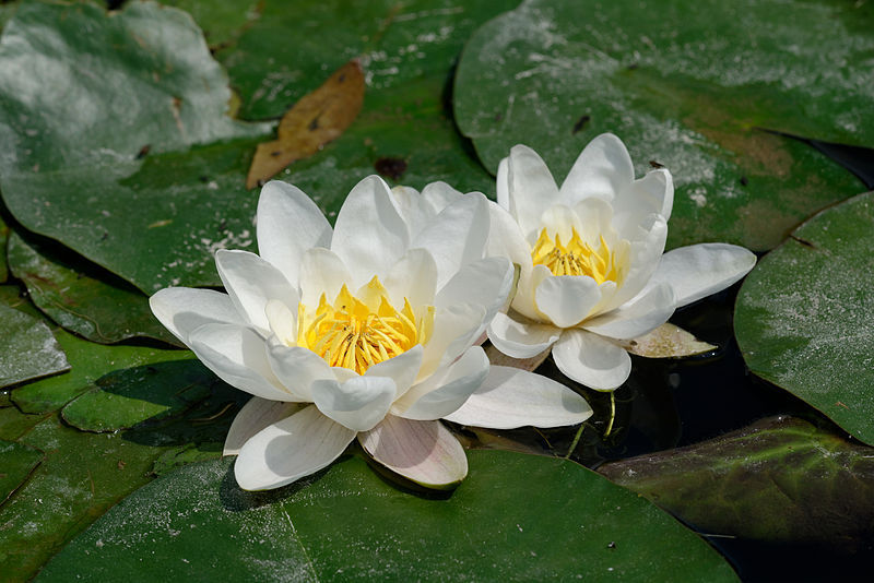Nymphaea_alba 1.jpg