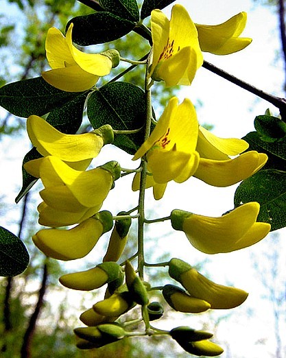 Cytisus_laburnum_1.jpg