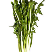 Cichorium_intybus_var.catalogna_2.jpg