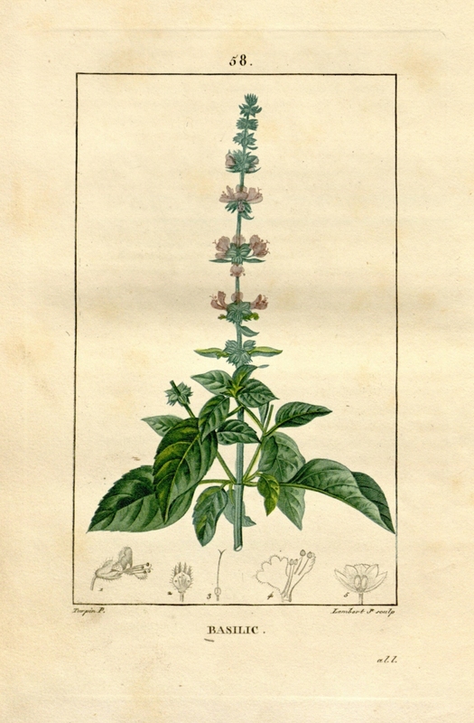 Ocimum_basilicum_1.jpg