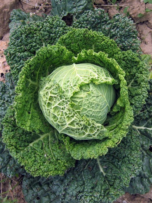 Brassica_oleracea_2.jpg