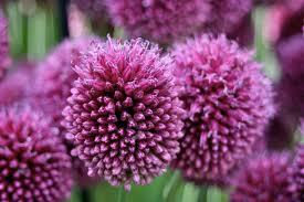 allium_sphaerocephalon 2.jpg