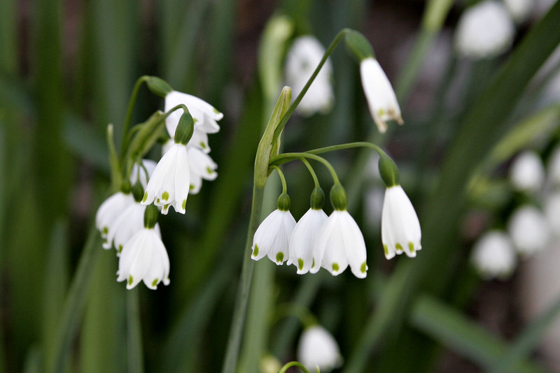 Leucojum_aestivum.jpg