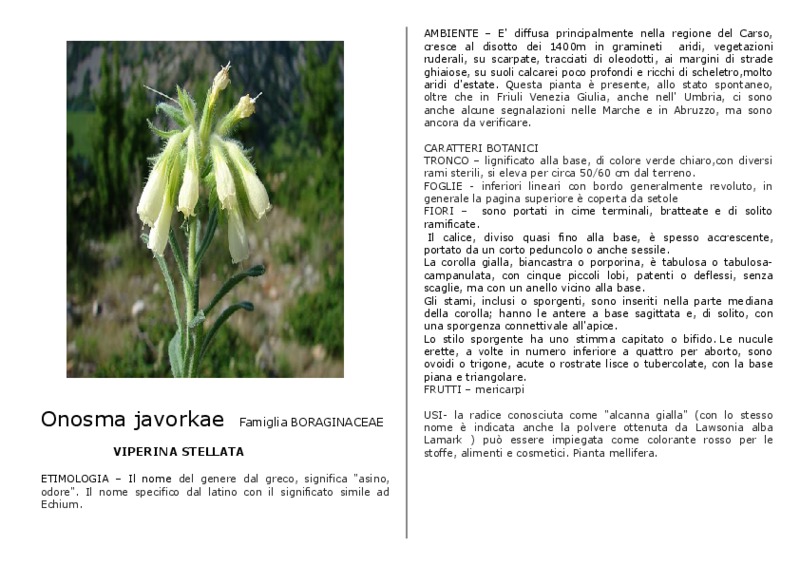 Onosma_javorkae.pdf