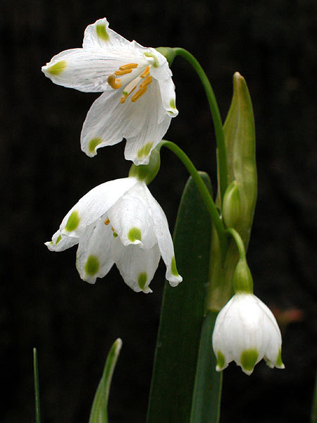 Leucojum_aestivum_02.jpg
