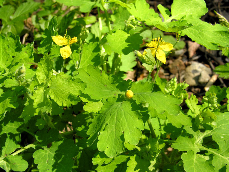 Chelidonium_majus_3.jpg