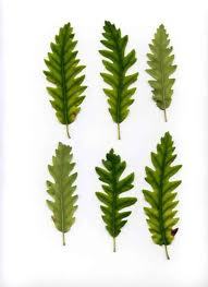 Quercus_cerris_2.jpg