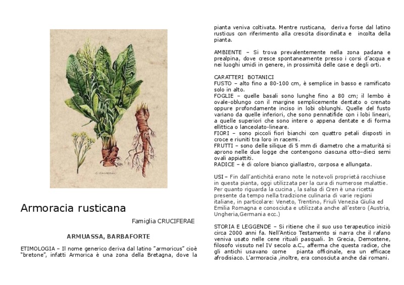 Armoracia_rusticana.pdf