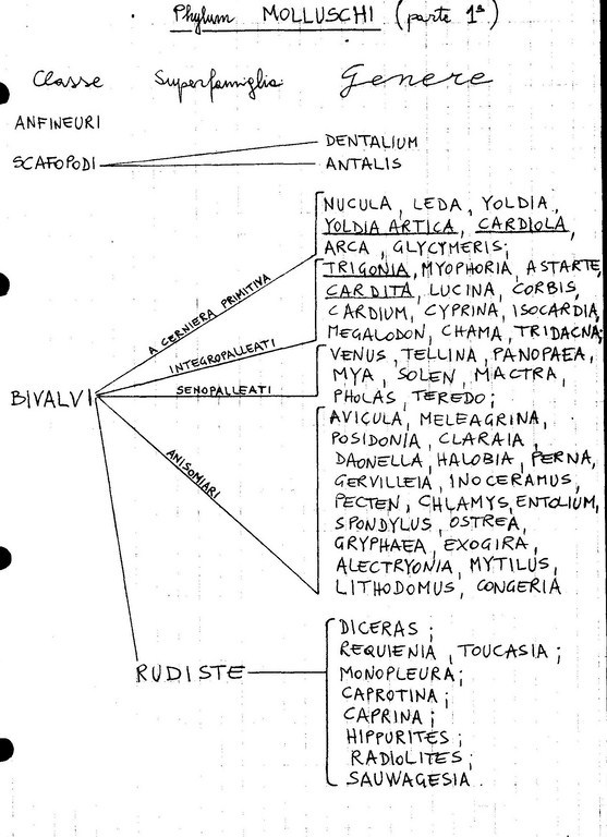 Molluschi 1 (/3)