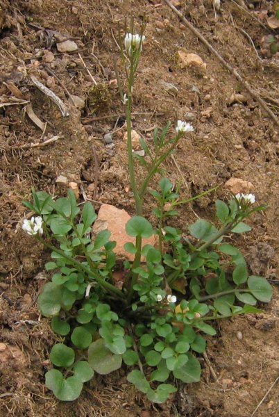 Cardamine_hirsuta_3.jpg