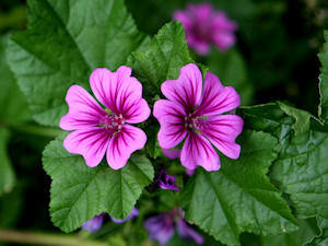 fiori malva.jpg