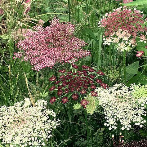 Daucus_carota_2.jpg