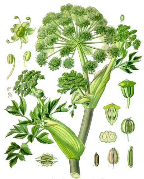 Angelica_archangelica_1.jpg