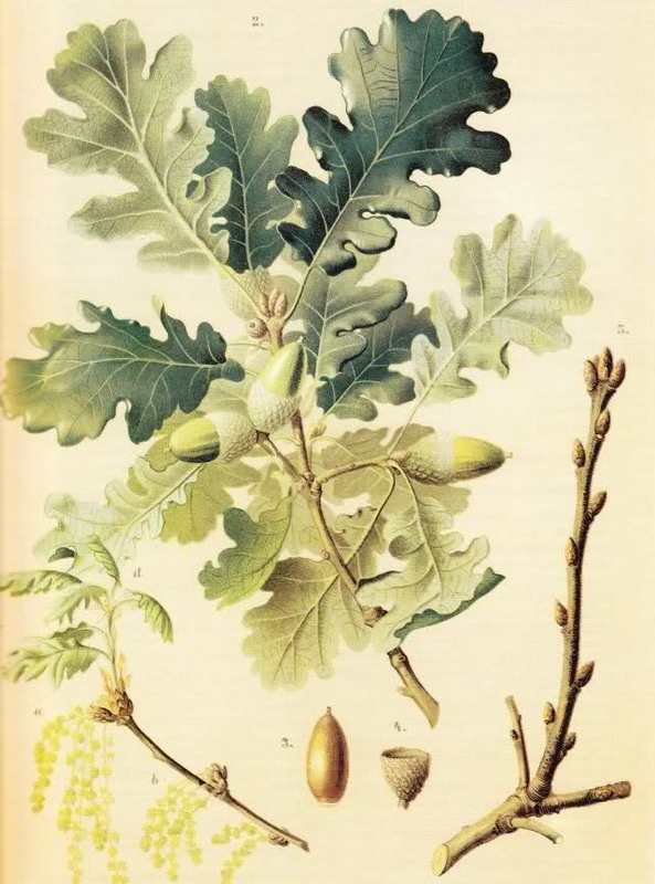 roverella.jpg