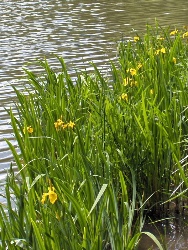 Iris_pseudacorus_1.jpg