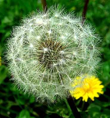 immag.taraxacum_officinale3.jpg