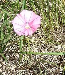 Convolvulus_cantabrica_3.jpg