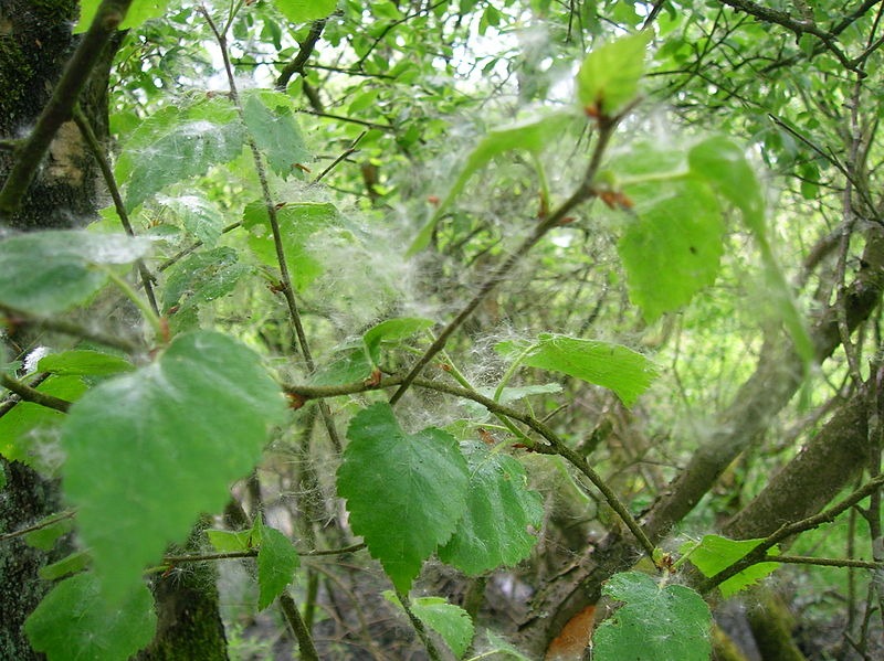 salix_cinerea1.png