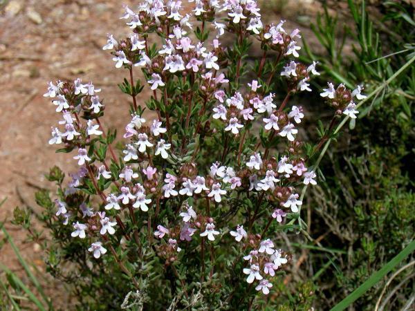 Thymus_vulgaris_1.jpg
