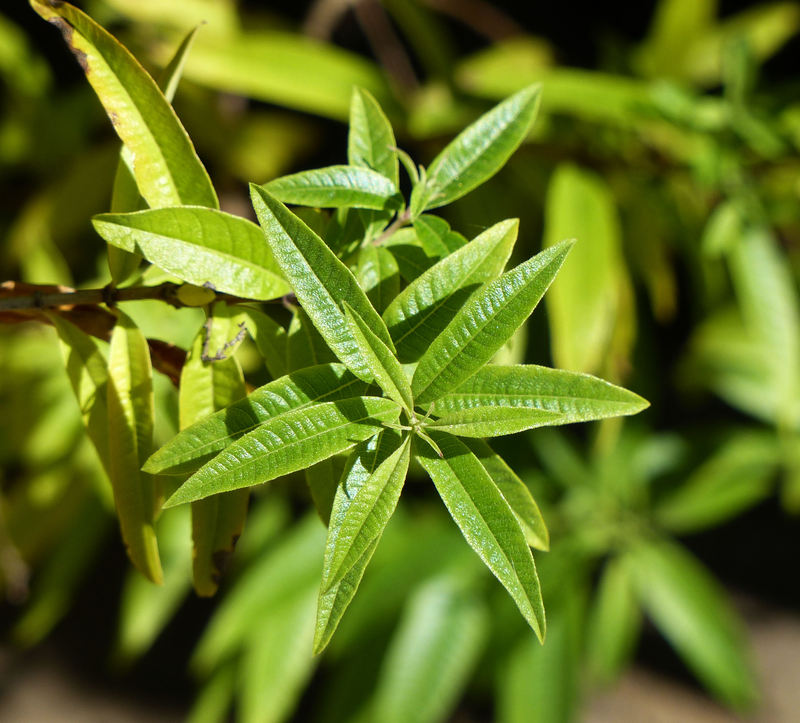 Aloysia_citrodora_3.jpg
