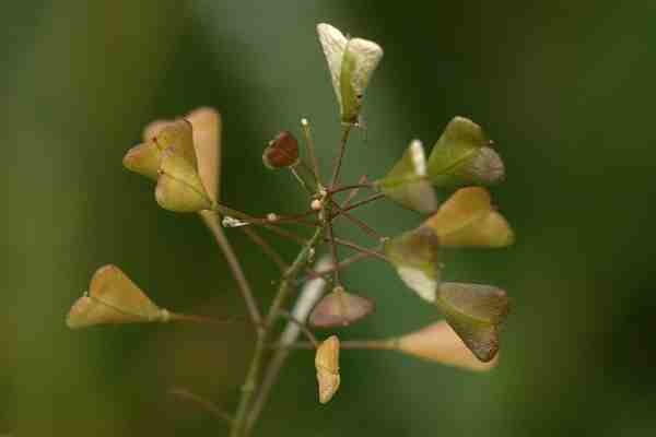 Capsell_bursa-pastoris_3.jpg