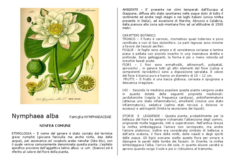 Nymphaea_alba.pdf