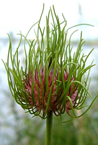 Allium_vineale_3.jpg