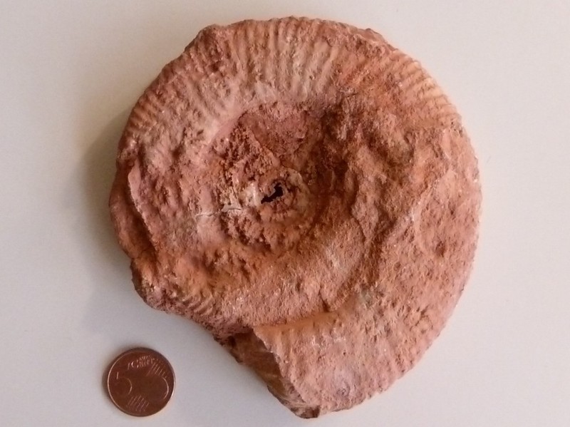 Lytoceras_2.jpg