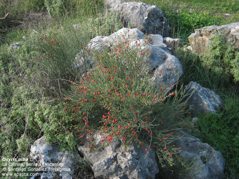 Osyris_alba_2.jpg