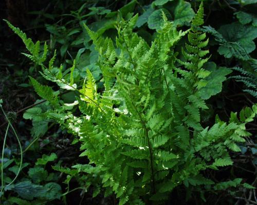 Dryopteris-cristata.jpg
