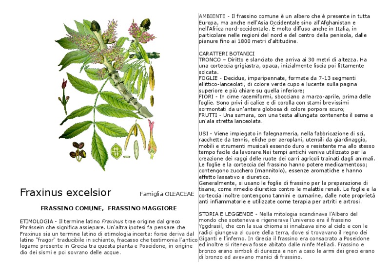 Fraxinus_excelsior.pdf