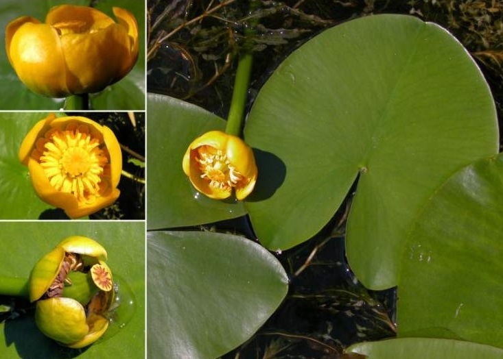 Nuphar lutea_fiore.jpg
