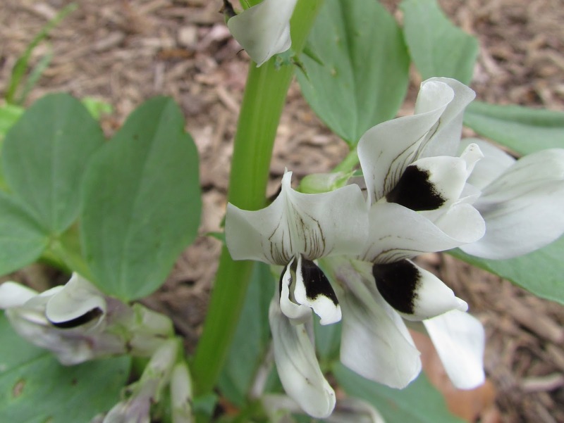 Vicia_faba var. major_1.jpg