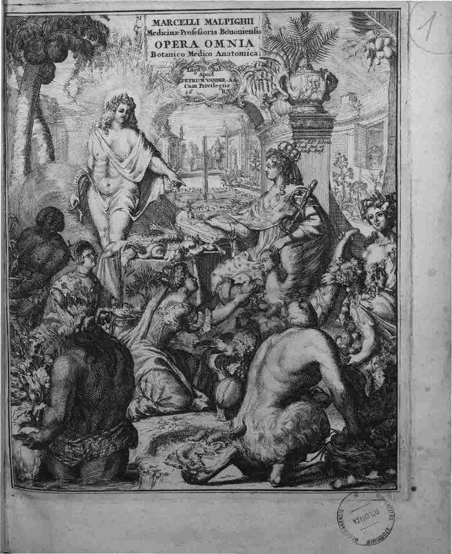 malpighi_3.jpg