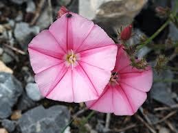 Convolvulus_cantabrica_2.jpg