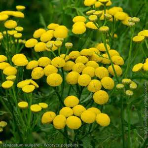 Tanacetum_vulgare_3.jpg