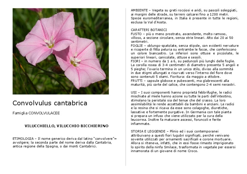 Convolvulus_cantabrica.pdf