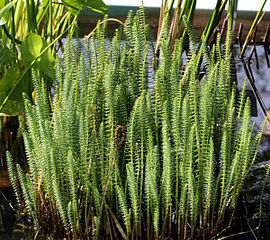 Hippuris vulgaris imm.3.jpg