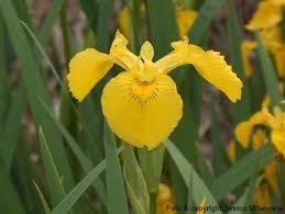 Iris_pseudacorus_2.jpeg