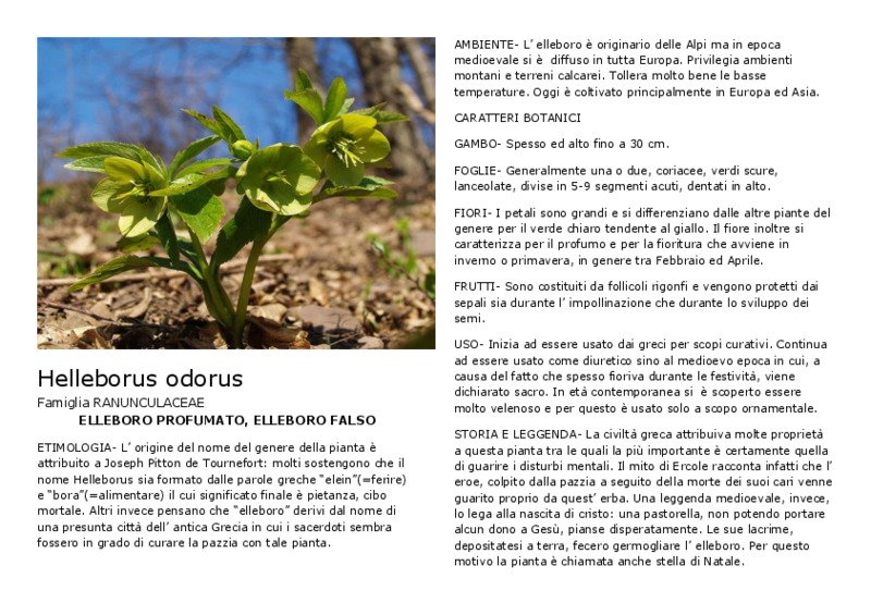 Helleborus_odorus.pdf