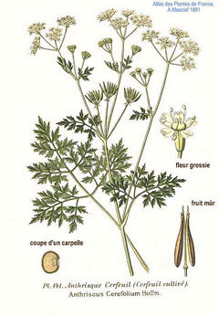 Anthriscus_cerefolium_2.jpg