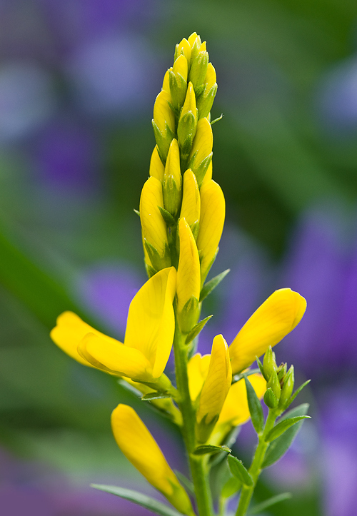 Cytisus_pseudoprocumbens_2.jpg
