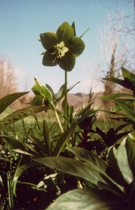 Helleborus_odorus(3).jpg